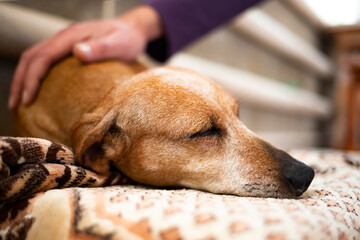 A man's hand strokes a sick old dachshund dog. The dog is resting at home. - obrazy, fototapety, plakaty