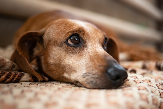 Portrait of an old gray-haired dachshund dog. Close-up. The dog is resting on his bed.
