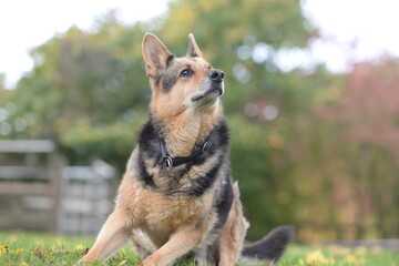 Deutscher Schäferhund im Portrait