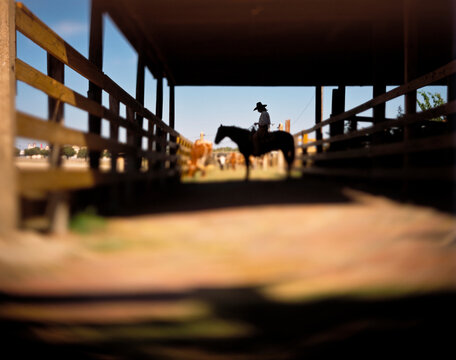 A cowboy catnaps as he waits for the twice-daily cattle drive to take place in the historic Fort Worth Stock Yards.
