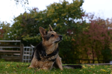 Deutscher Schäferhund im Portrait