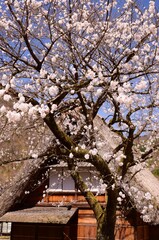 世界遺産　五箇山合掌造り集落　春景色