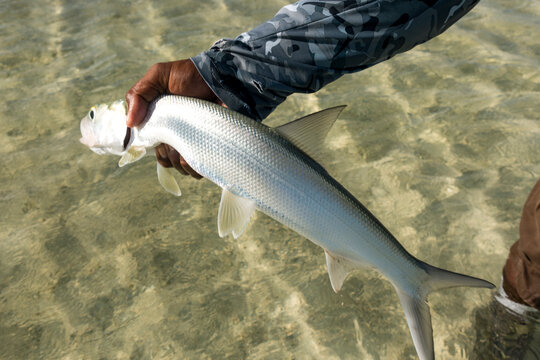 Fisherman holding caught bonefish on Kiribati Atoll