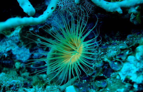 Fluorescence Anemone, Coral fluorescence, Indonesia, Indian Ocean, Komodo National Park