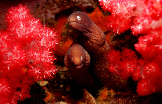White-eyed moray, Siderea thyrsoidea, Burma, Myanmar, Birma, Indian ocean, Andaman sea