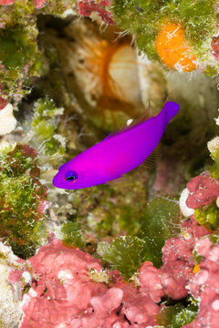 Magenta dottyback (Pseudochromis porphyreus) fish swimming underwater