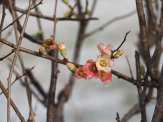 早春　ボケの花