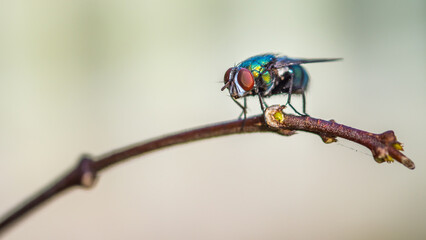 Close up a Fly perched on a tree branch, dry wood with isolated background, Common housefly, Colorful insect, Selective focus.