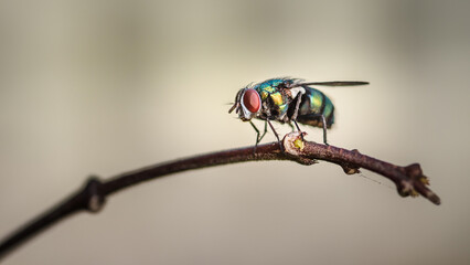 Close up a Fly perched on a tree branch, dry wood with isolated background, Common housefly, Colorful insect, Selective focus.
