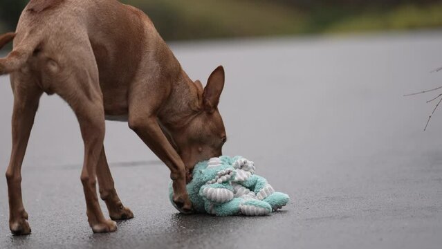 Podenco Hund apportiert Spielzeug