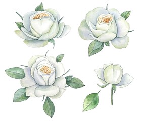 Set of white watercolor roses isolated on white background