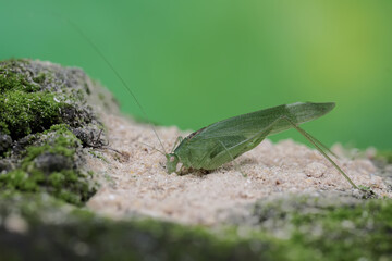 A long-legged grasshopper is foraging on a rock overgrown with moss. This insect has the scientific name Mecopoda nipponensis. - obrazy, fototapety, plakaty