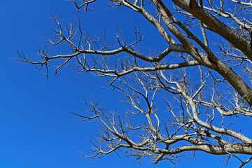 Dry branches of Elephant-ear tree (Enterolobium cyclocarpum) and blue sky