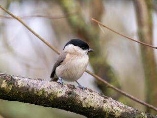 Marsh Tit Perched on a Branch