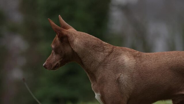 Podenco Hund schaut in die Natur