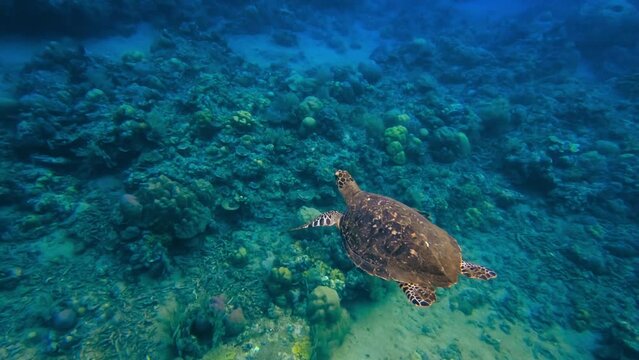 Sea turtle swimming along in the clear ocean waters 