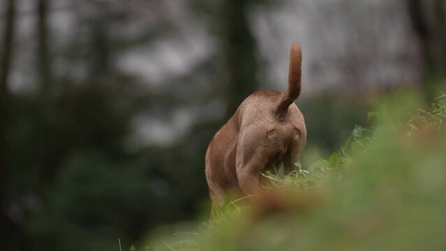 Podenco Hund in der Natur