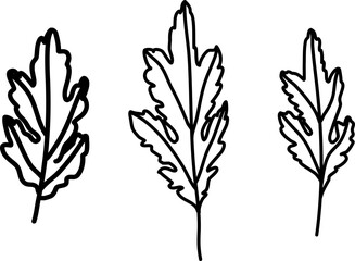 Chrysanthemum branch. Twigs line art. Hand drawn branch with chrysanthemum leaves. Vector illustration Chrysanthemum