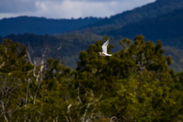 Beautiful australian gull-billed tern in fliight against a rainforest background spotted on Balgal Beach near Townsville, Queensland, Australia