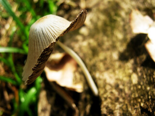 Nature Flower