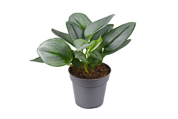 Tropical 'Scindapsus Treubii Moonlight' houseplant in pot on white background