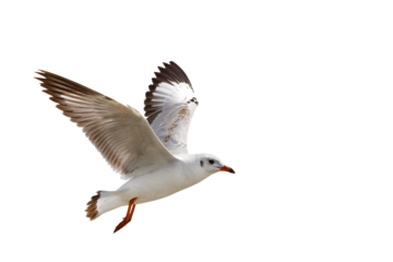 Beautiful seagull flying isolated on transparent background.