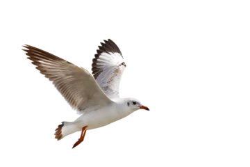 Foto op Plexiglas Beautiful seagull flying isolated on transparent background. © Passakorn