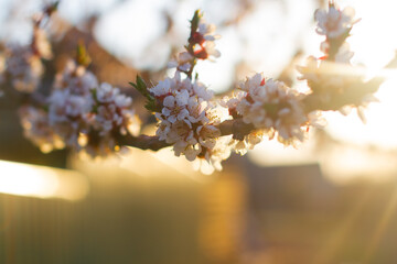 Spring flowering apricot tree. Beautiful nature scene with blooming tree and sun flare. Macro. Close-up. Selective focus