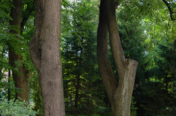 tree trunks, the beauty of nature