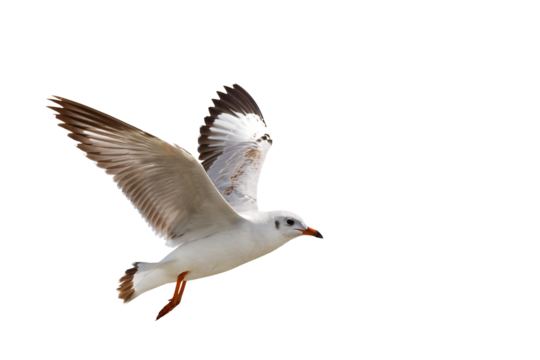 Beautiful seagull flying isolated on transparent background.