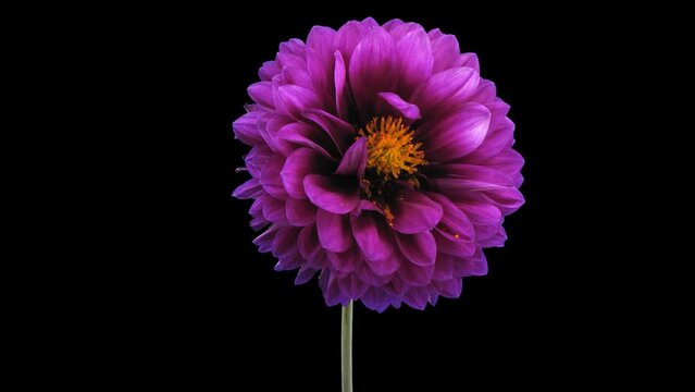 Time lapse of dying purple dahlia flower with ALPHA transparency channel isolated on black background, 4K
