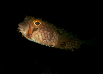 a puffer fish on a night dive © gustavo