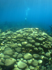 coral reef in the crystal clear waters of the caribbean sea