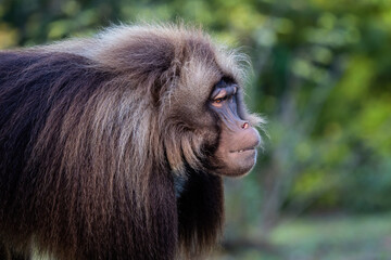 Alpha male of Gelada Baboon - Theropithecus gelada, beautiful ground primate