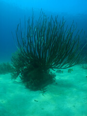 Naklejka na ściany i meble coral reef in the crystal clear waters of the caribbean sea