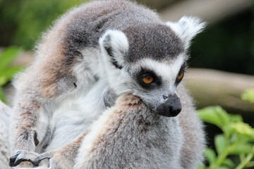 ring-tailed lemur (maki catta) in a zoo in france