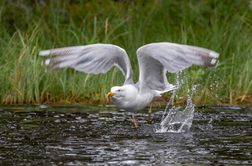 Herring Gull