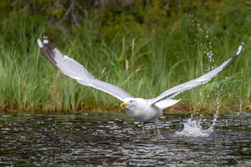 Herring Gull
