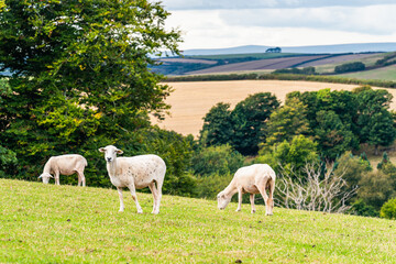 Naklejka na ściany i meble Sheep on farms, Devon, England, Europe