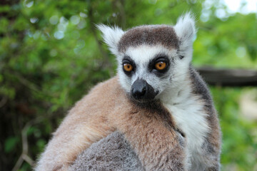 ring-tailed lemur (maki catta) in a zoo in france - obrazy, fototapety, plakaty