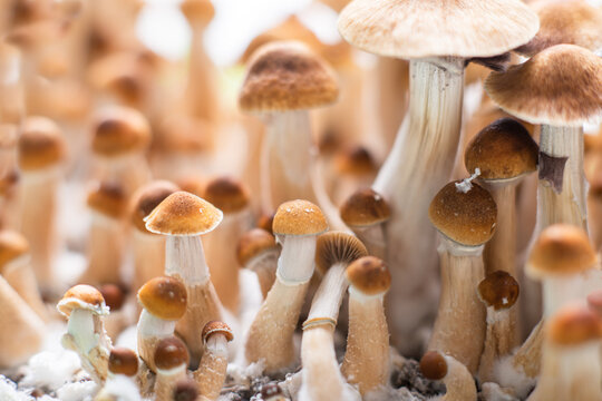 magic mushrooms Psilocybin