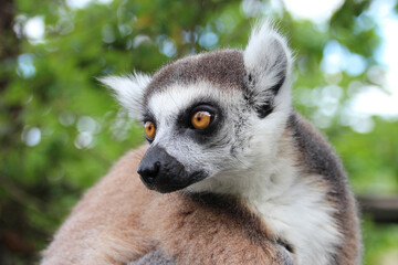 ring-tailed lemur (maki catta) in a zoo in france