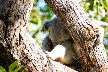 Beautiful, cute, adorable wild koala bear while sleeping between branches of eucalyptus tree found on Magnetic Island, Queensland, Australia. Symbol of Australia