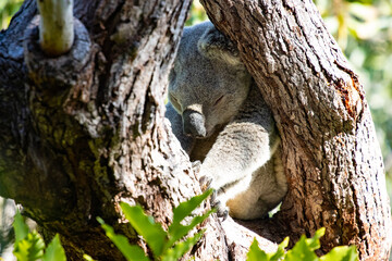 Beautiful, cute, adorable wild koala bear while sleeping between branches of eucalyptus tree found on Magnetic Island, Queensland, Australia. Symbol of Australia