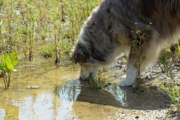 Pause, Australien Shepherd Hund trinkt aus einer Wasserpfütze