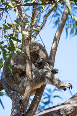 Beautiful, cute, adorable wild koala bear while sleeping between branches of eucalyptus tree found on Magnetic Island, Queensland, Australia. Symbol of Australia