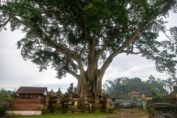 Large Banyan tree in Kayu Putih Tourism is located in Baru Village, Marga District - Tabanan Regency, Bali
