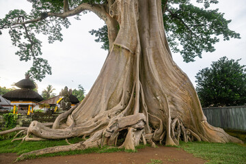 Large Banyan tree in Kayu Putih Tourism is located in Baru Village, Marga District - Tabanan Regency, Bali