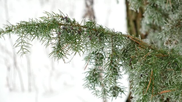 Winter Wonderland. Scaly Himalayan Juniperus Twig Close-up in the Snowy Forest Background. Green Mound Juniper Communis. Video Footage of Wild Nature. Close-up of Frozen Plant. Evergreen Thorny Branch