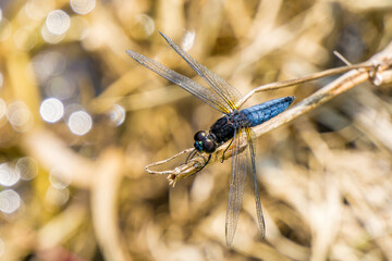 a dragonfly resting on a dry grass